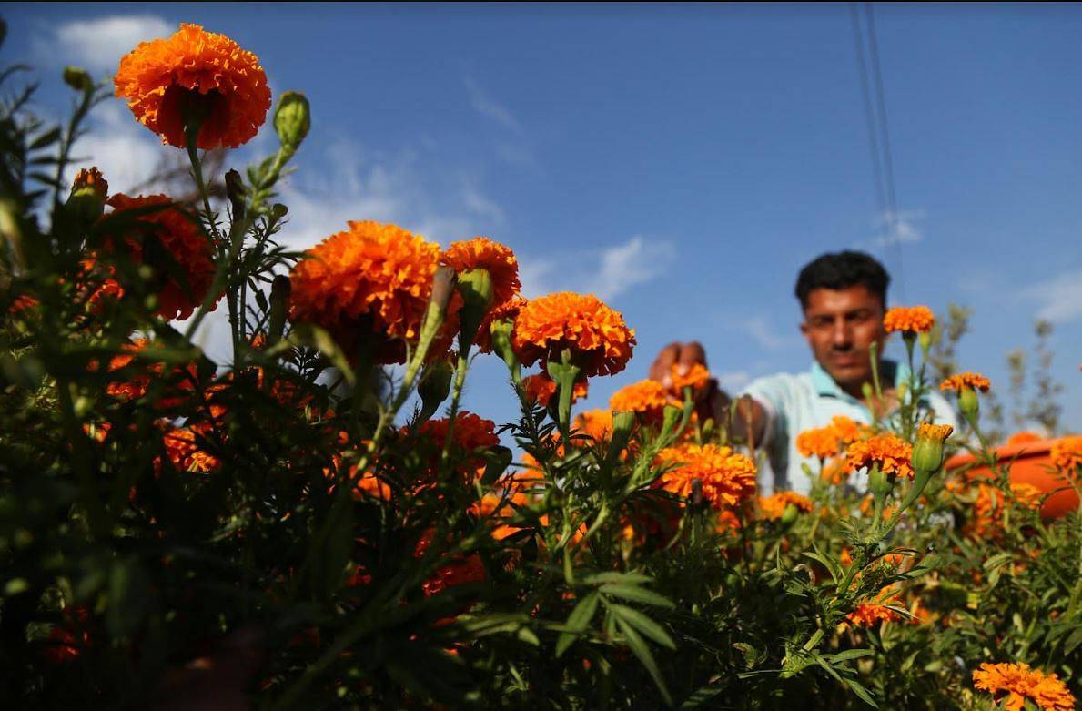 Kashmiri Farmer growing marigold in field
