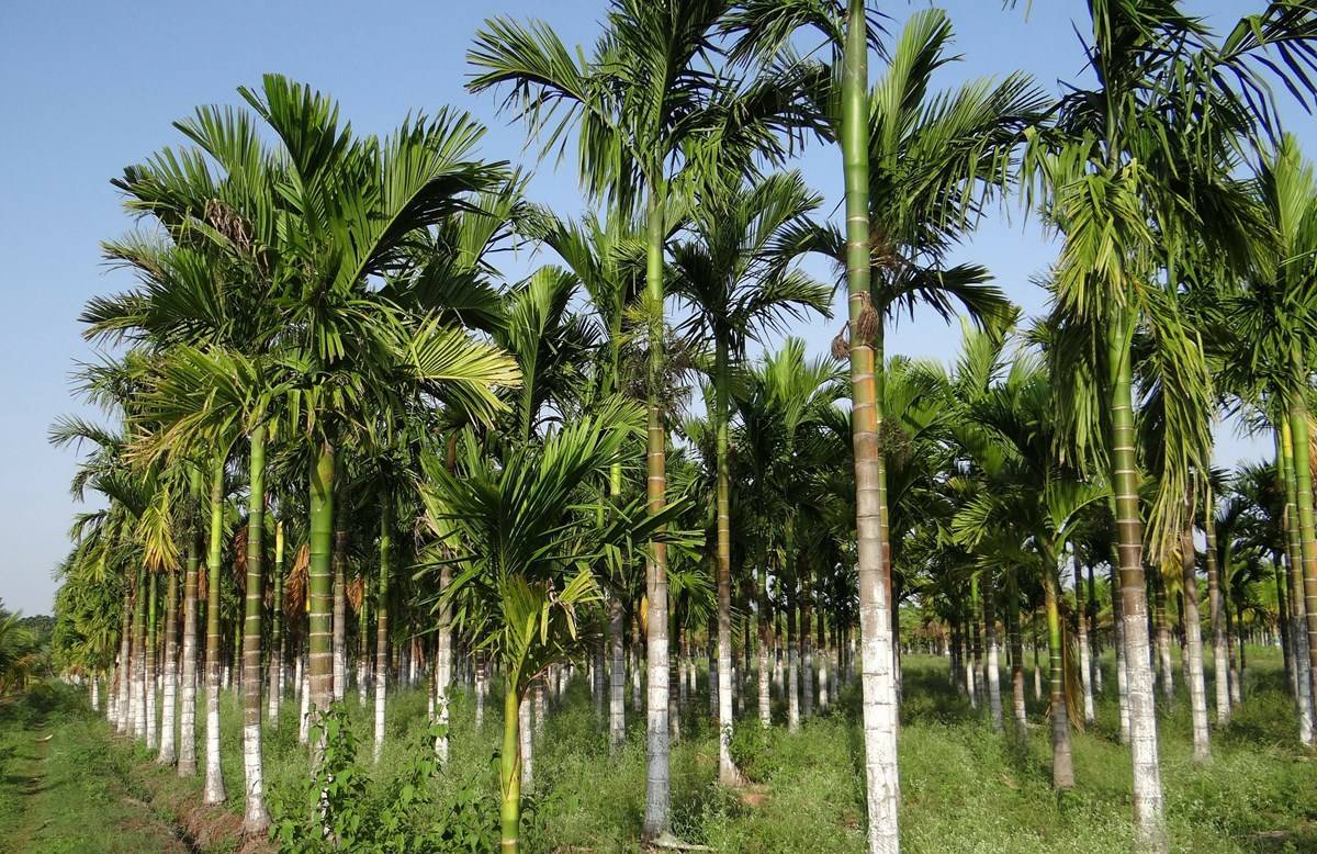 Areca Nut Plantation