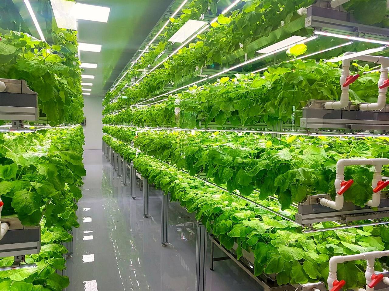 Hydroponics is on Rise Offering Multiple Benefits for Fresh Produce Businesses (Photo Source: Pexels)