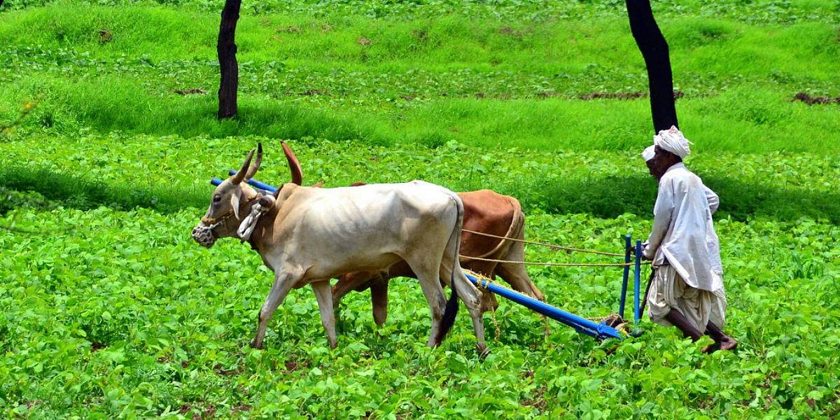 Farmer Tilling The Field