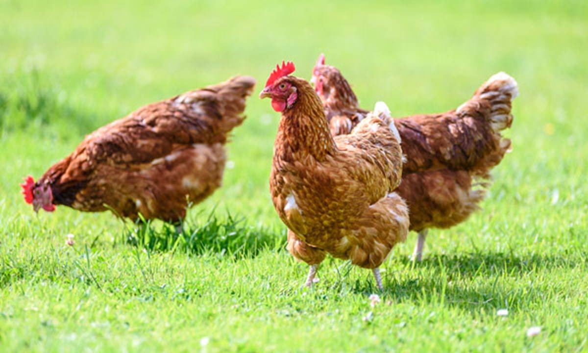 Poultry In A Farm