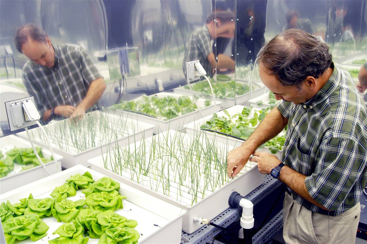 A Scientist observing plants