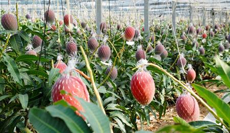 Miyazaki Mango Cultivation