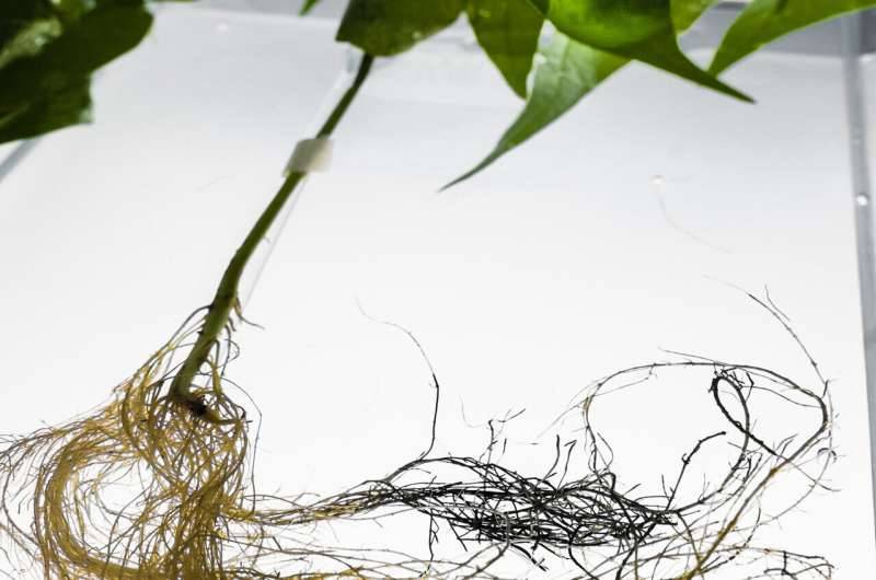 Plants Roots Can Be Used As Batteries