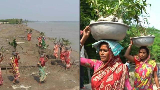 Bengal Women Plant Mangroves to Strengthen India's Cyclone Defences