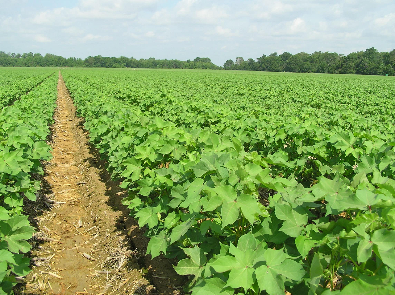 Cotton Field