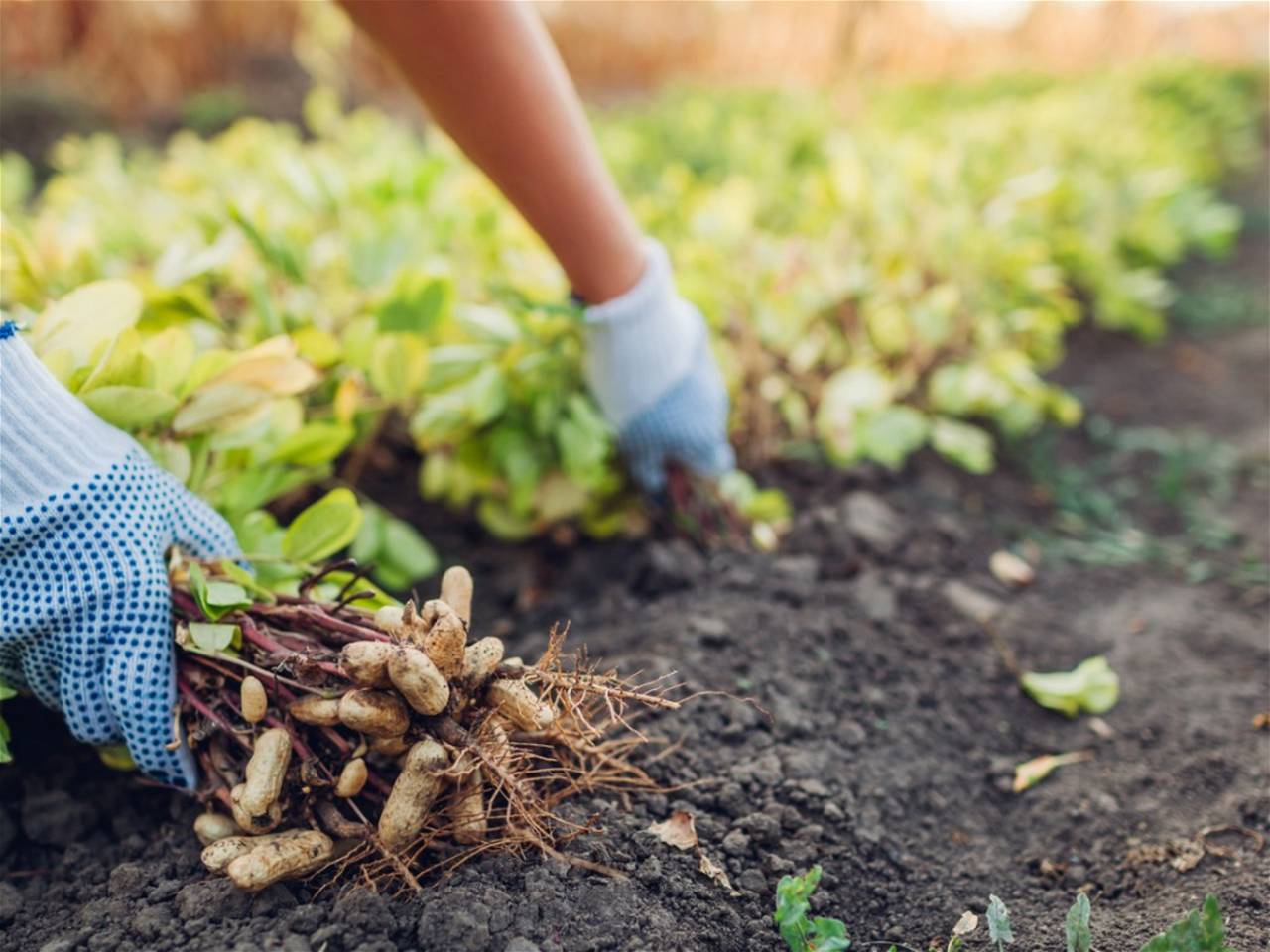 Harvesting Groundnuts