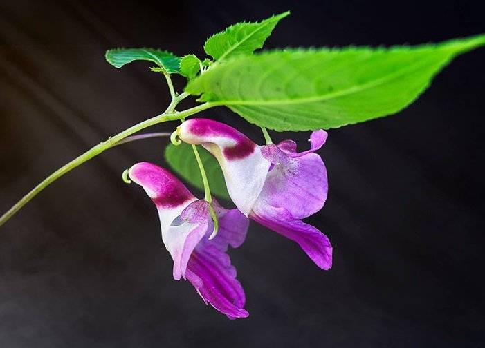 Impatiens Psittacina - The Parrot Flower