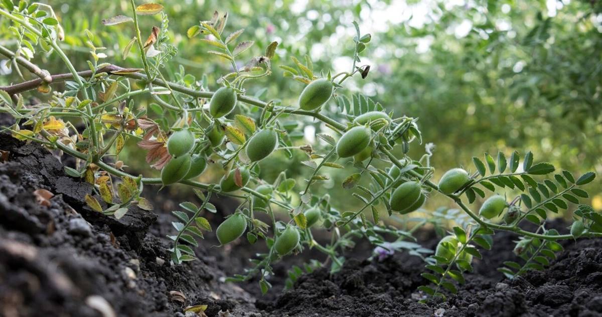 Genome sequencing of chickpea