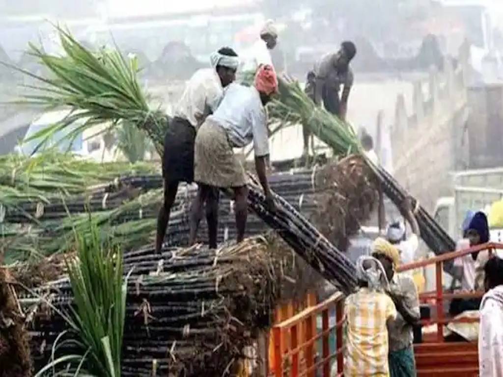 Sugarcane Farmers