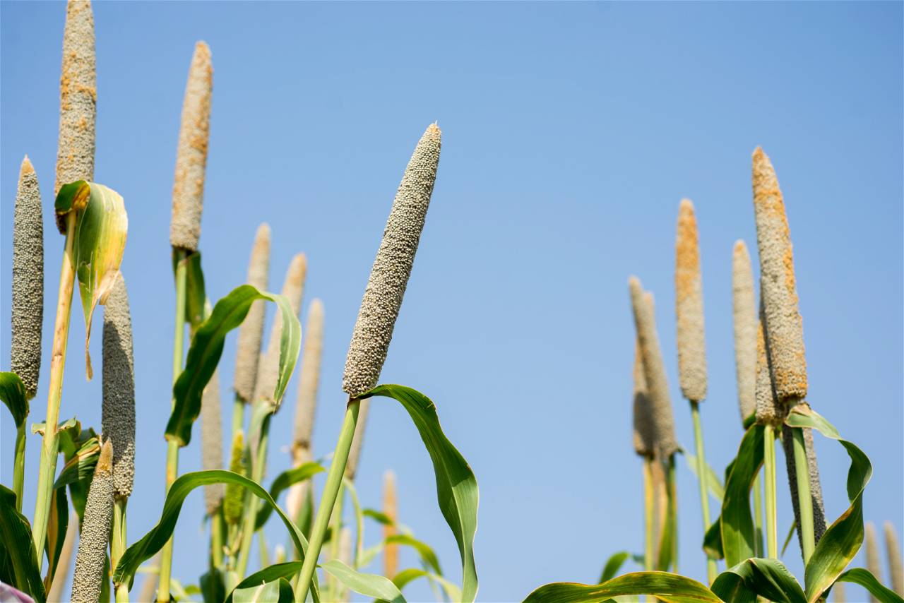 Iron Pearl Millet