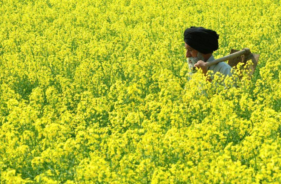 Mustard Field