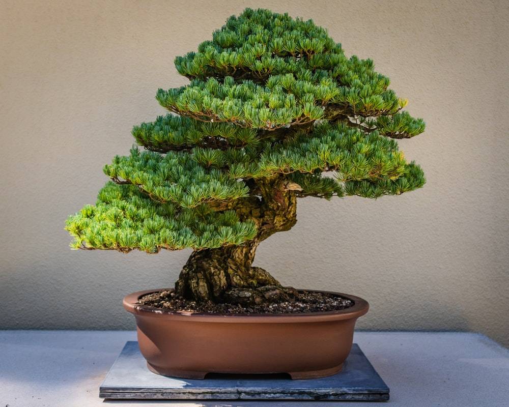 A Bonsai Plant