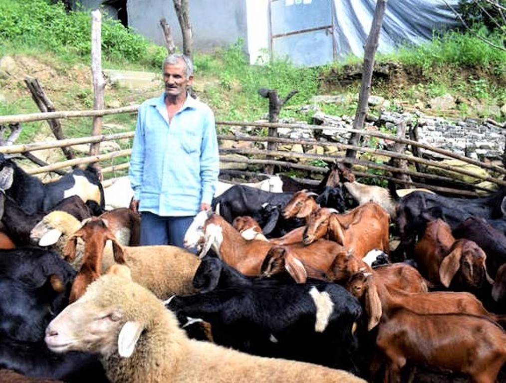 Goat Farming: Govt Provides 90% Subsidy for this Enterprise; Earn Over Rs 2  Lakh Every Month