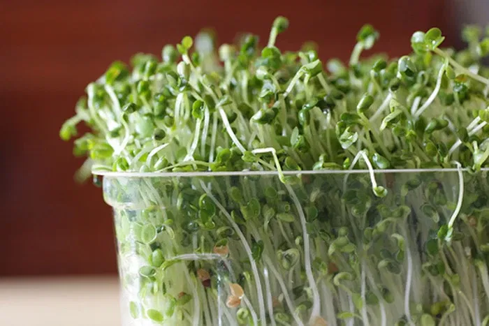 sprouting a beginner s guide to grow sprouts at home