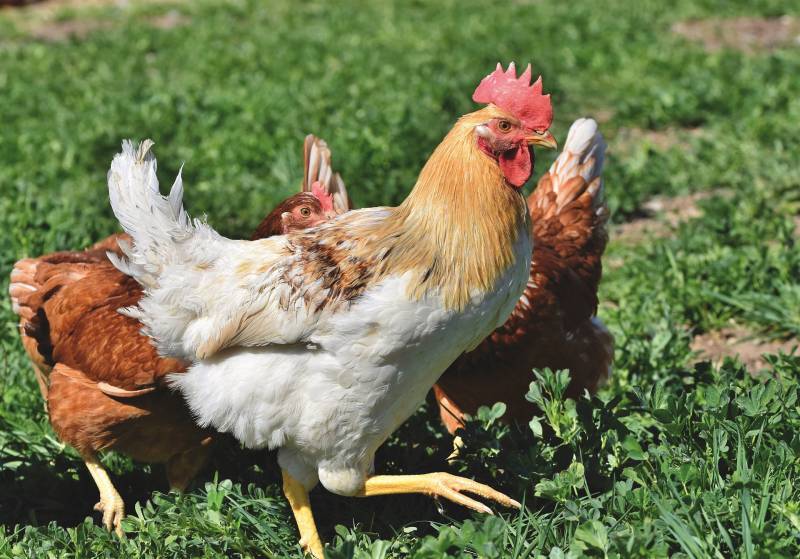 Poultry Feed from Chicken Feathers – a ‘wealth from waste’ Project ...