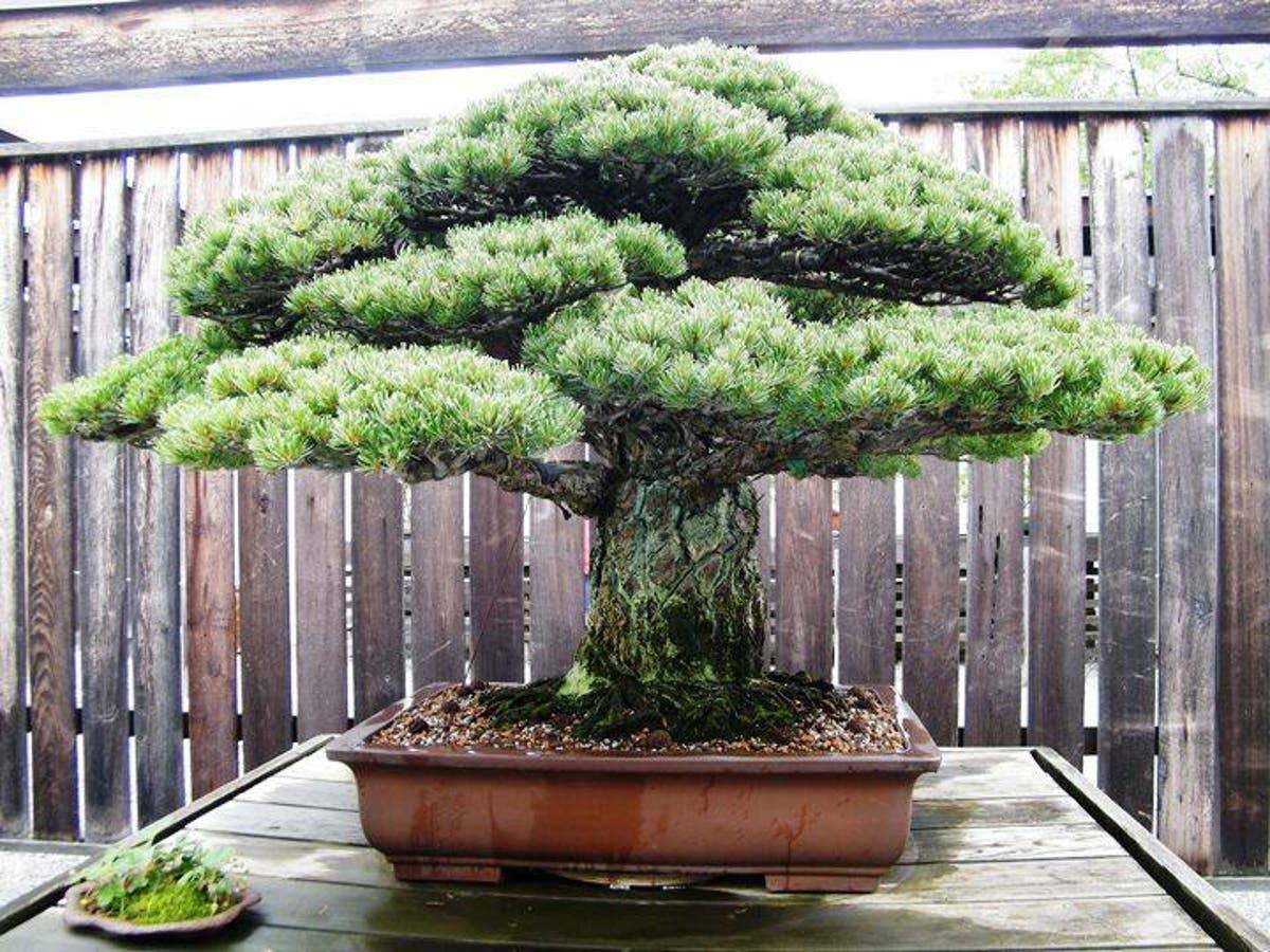 The Bonsai Tree That Survived The Hiroshima And Nagasaki Atomic Blast.