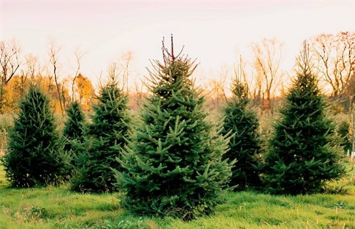 Christmas Tree Farming Earn Huge Profit This Festive Season