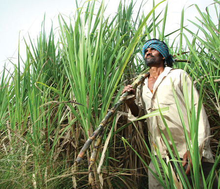 Distressed Farmer