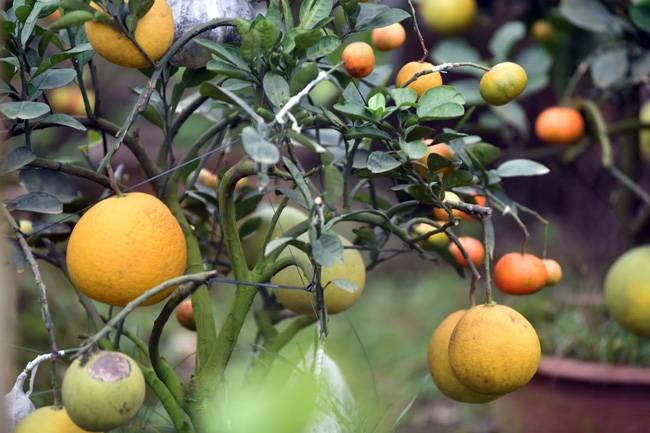 The tree  with 10 different fruits claiming the Guinness World Record for most types of fruits in a single tree