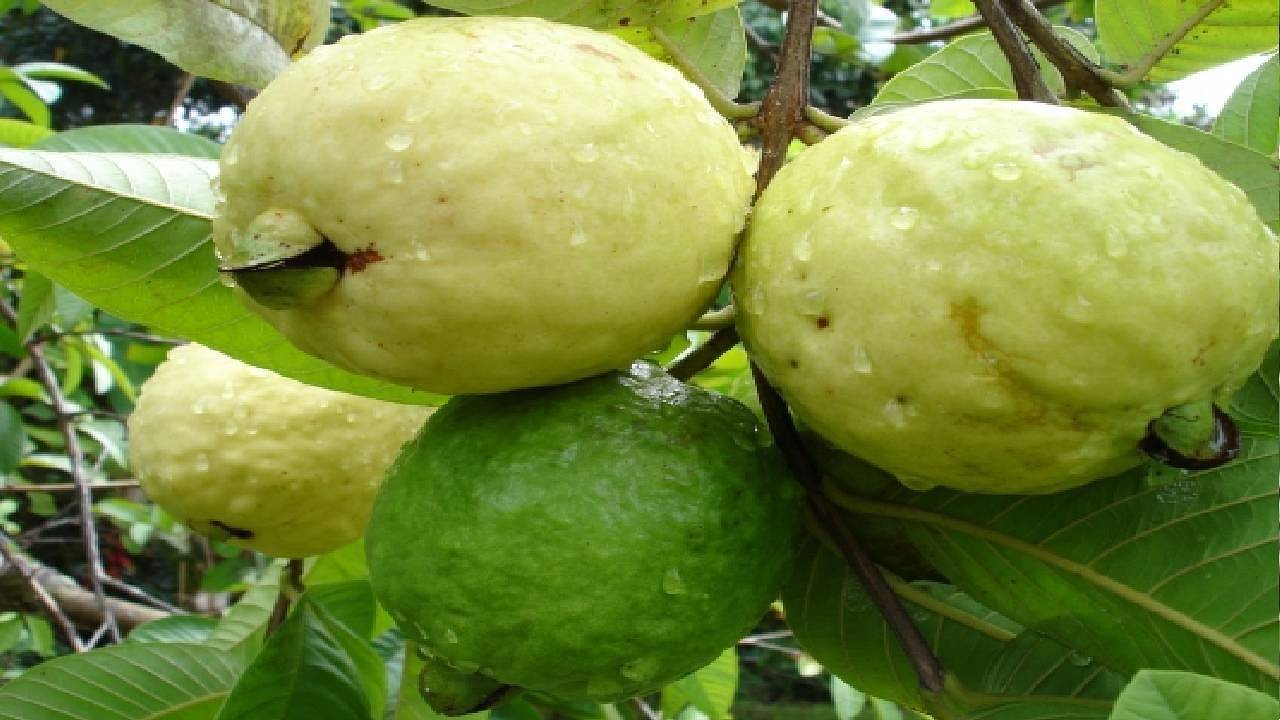 Fresh Thai Guava Variety