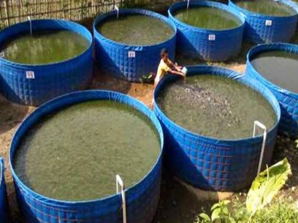 Biofloc Fish Farming