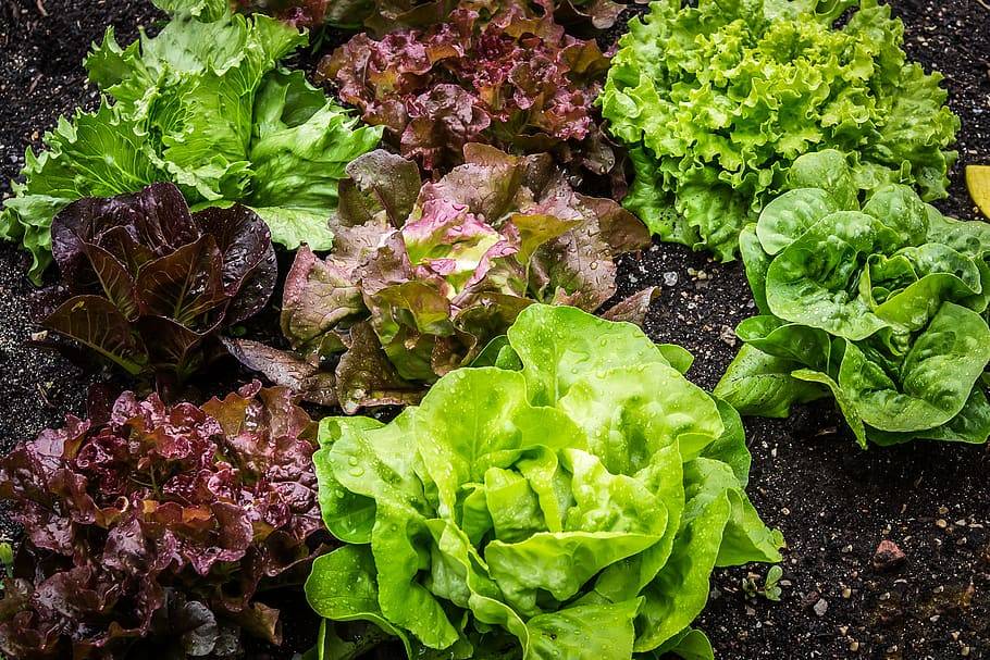 Lettuce Cultivation Guide Planting And Growing Lettuce In Winter 8332