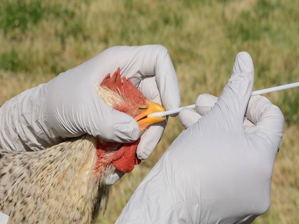 Poultry: Europe & Asia on High Alert Due to Rapid Spread of Bird Flu