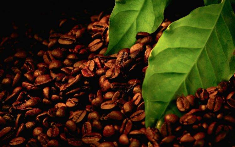 Coffee leaf and beans
