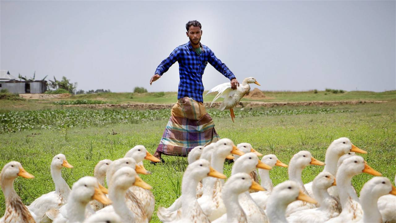 Duck Farming