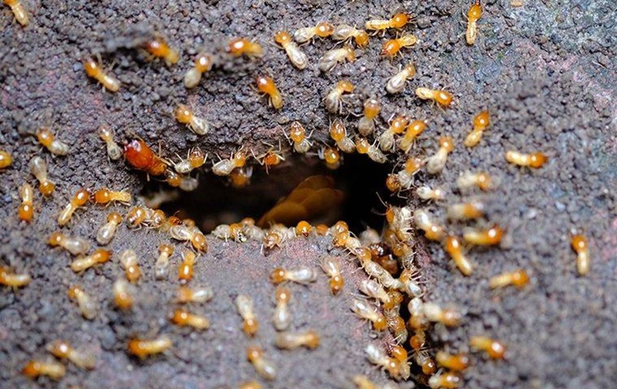 Save Your Agriculture Produce From Termite Infestation Using These