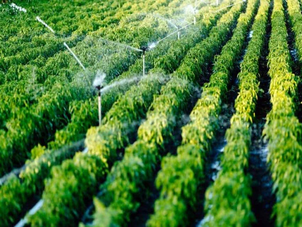 Crop Irrigation