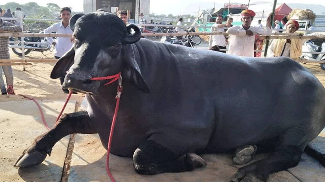 Meet 'Bheem' a Buffalo worth Rs.24 crores