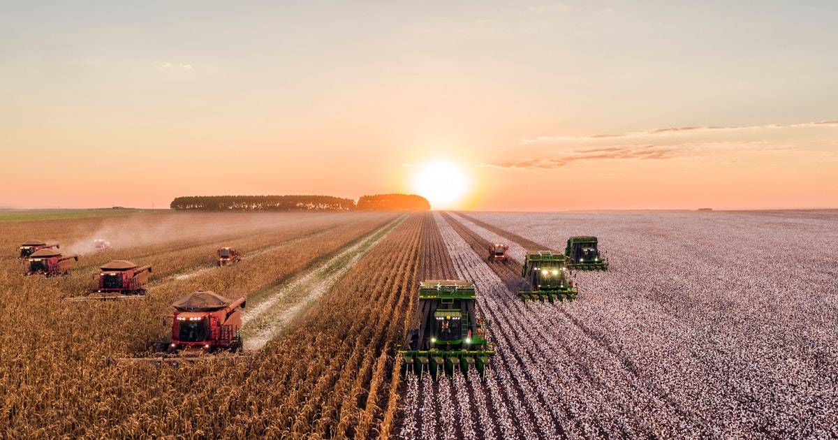 Tractors In A Field