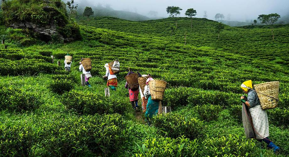 Tea Estates of Kerala