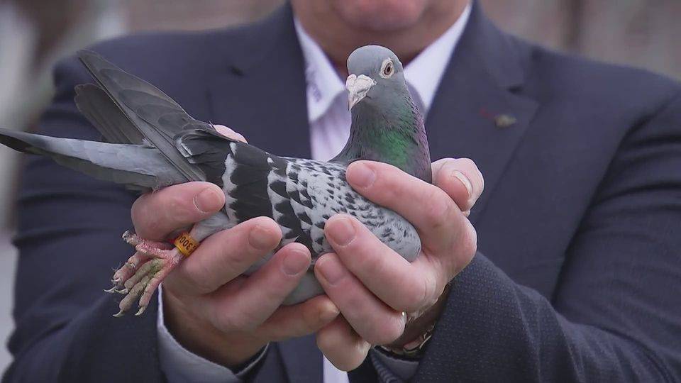 World’s Most Expensive Pigeon is Worth INR 10.522 Crores