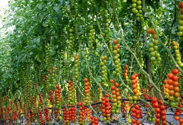 Tomato Farming