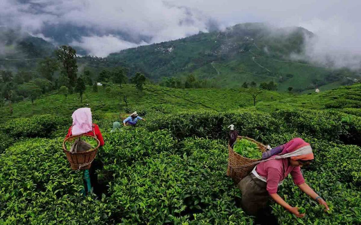 Tea Cultivation In Assam