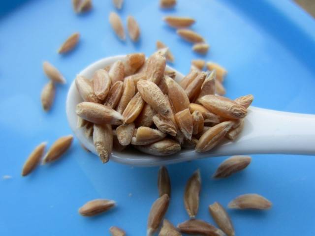 Farro Monococcum - centuries old Egyptian grain