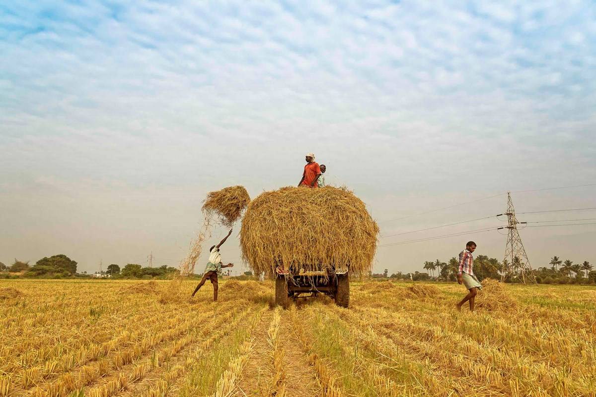 Agriculture Insurance Company Introduces Parametric Insurance to Protect Farmers Against Weather Vagaries