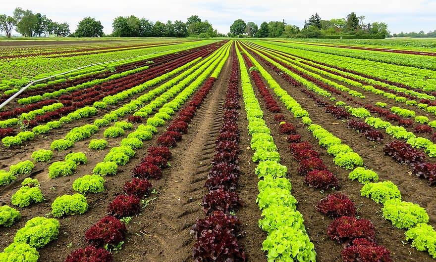 How to Care for Lettuce in Winter & Harvest Tips