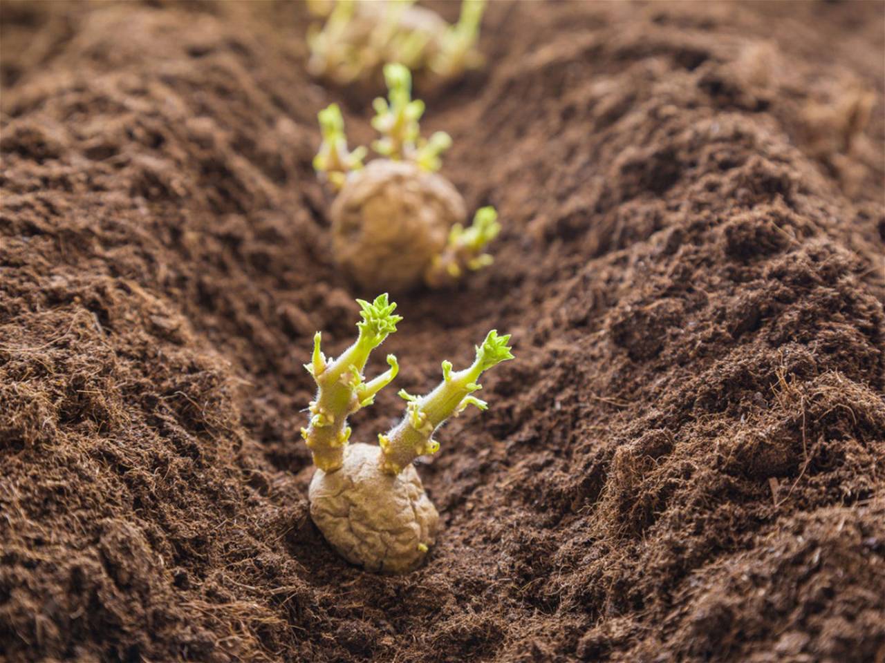 Potato Saplings Growing From Potato Buds