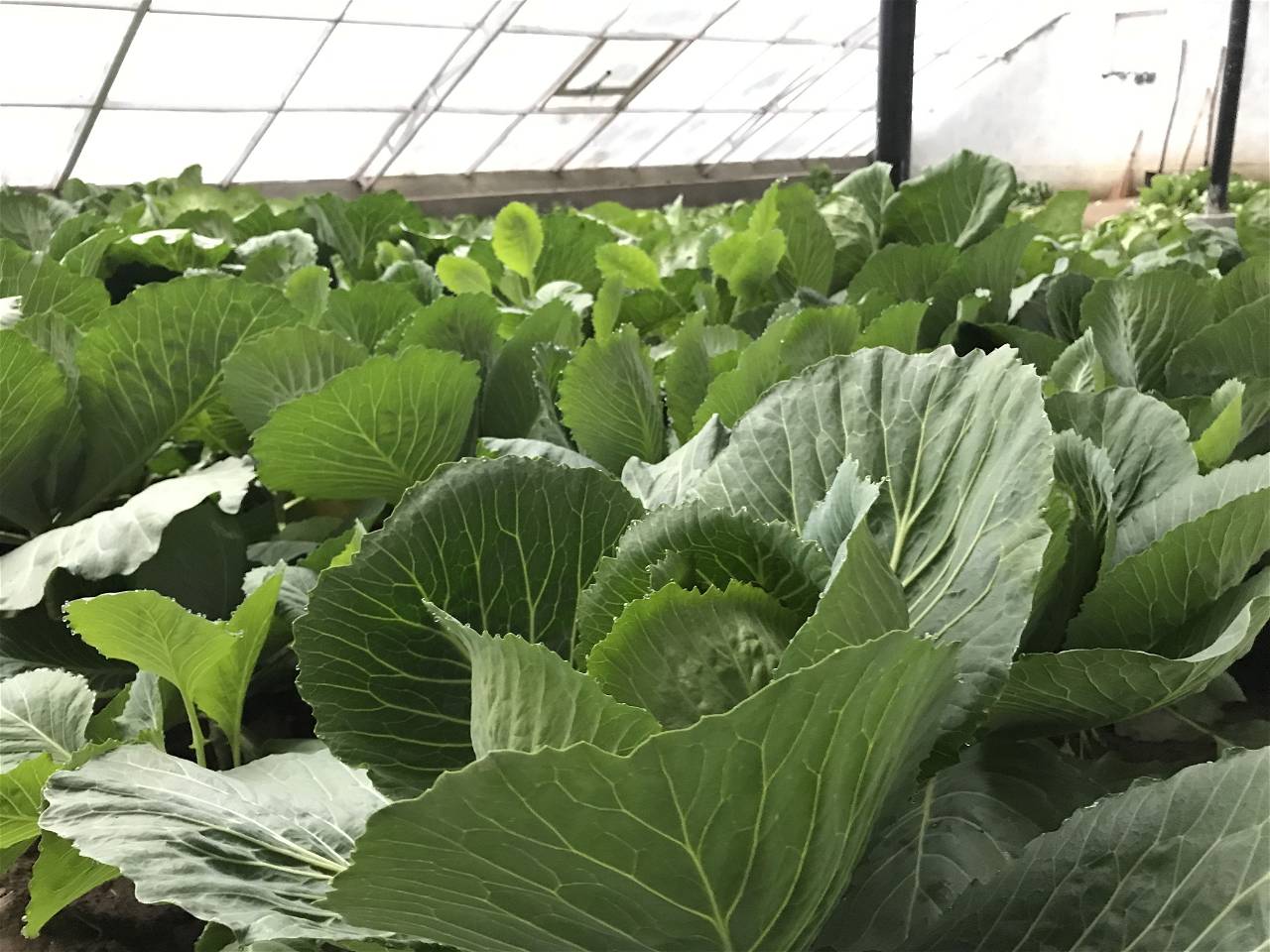 Spinach being Grown In Green houses