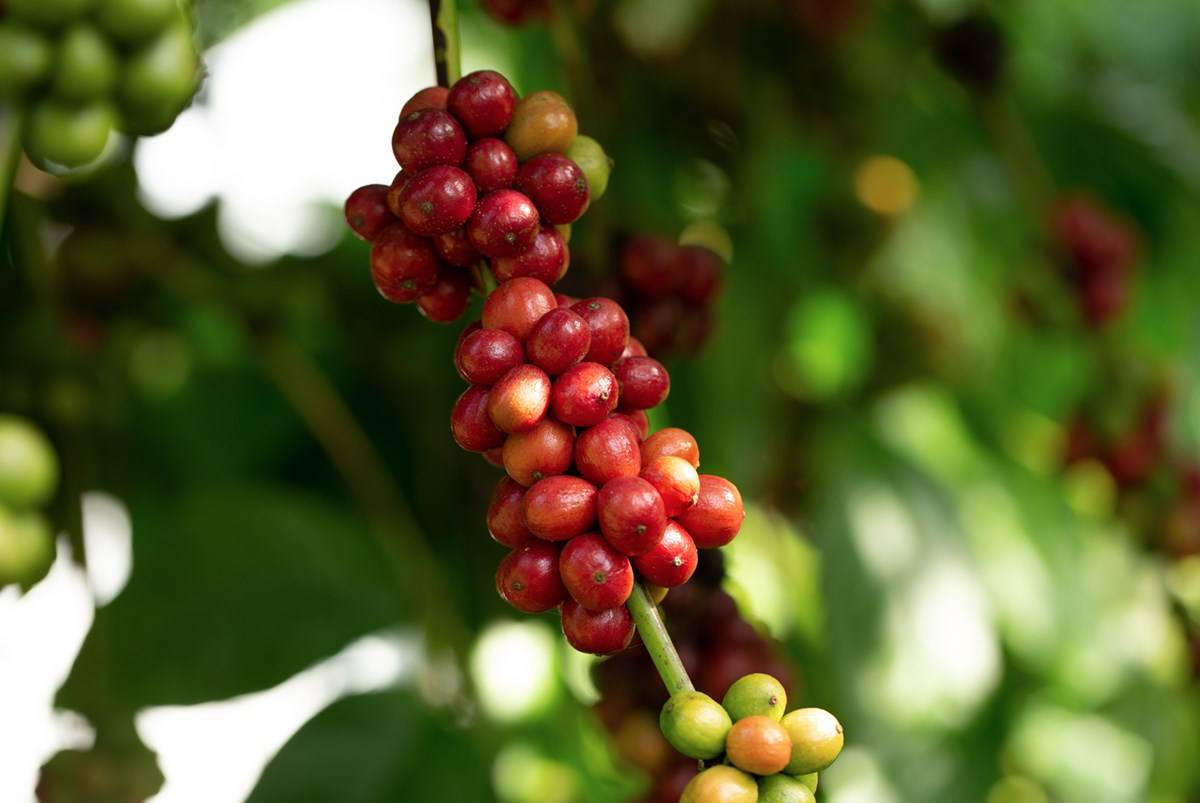 Coffee Beans