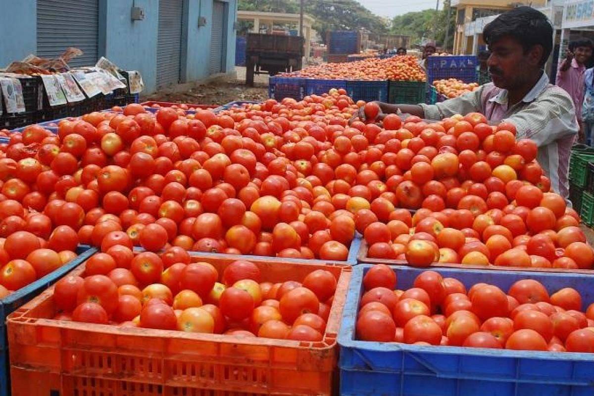 tomatoes at 160 rs per kg : competing with gold and petrol in terms of prices
