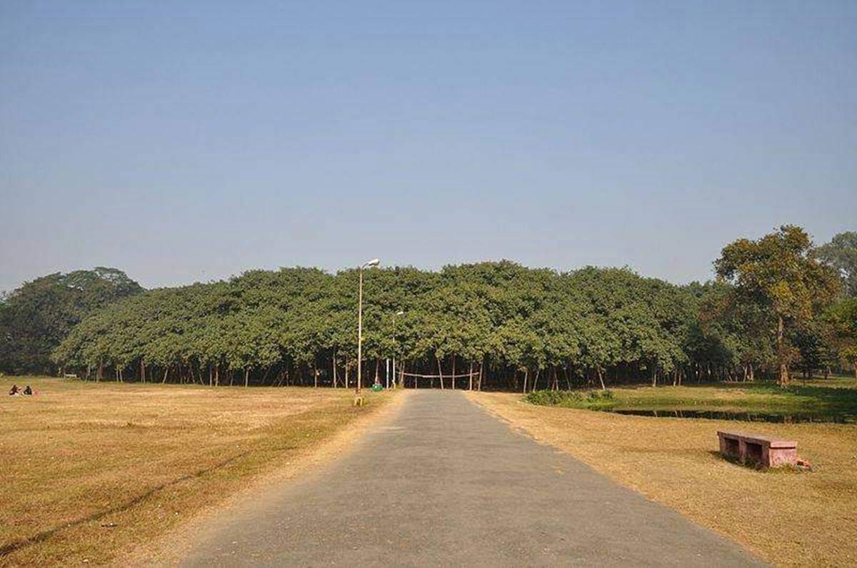 This Is Not A Forest But A Single 250 Year Old Historical Banyan Tree