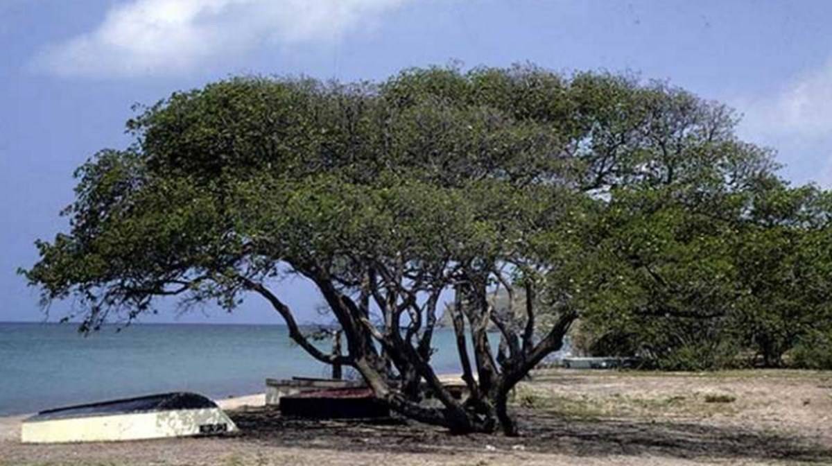 Manchineel - the most dangerous tree on earth