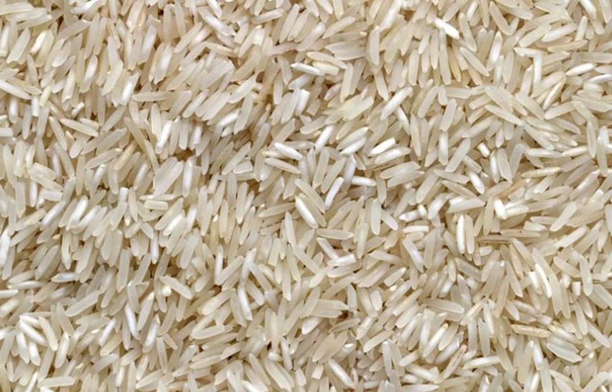 Rice