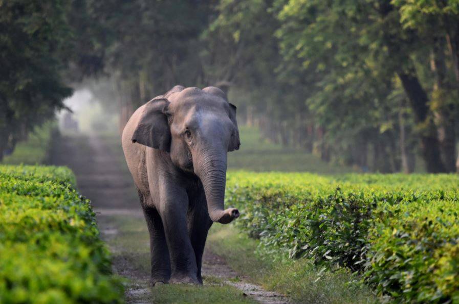An Elephant Taking A Stroll