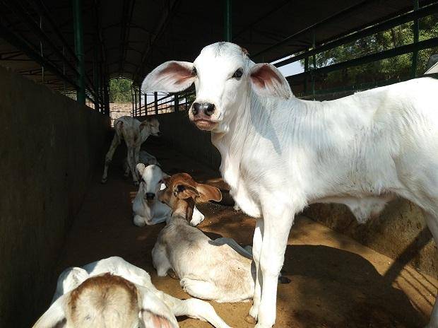 Smart Cow shelters in Solan and Kangra districts